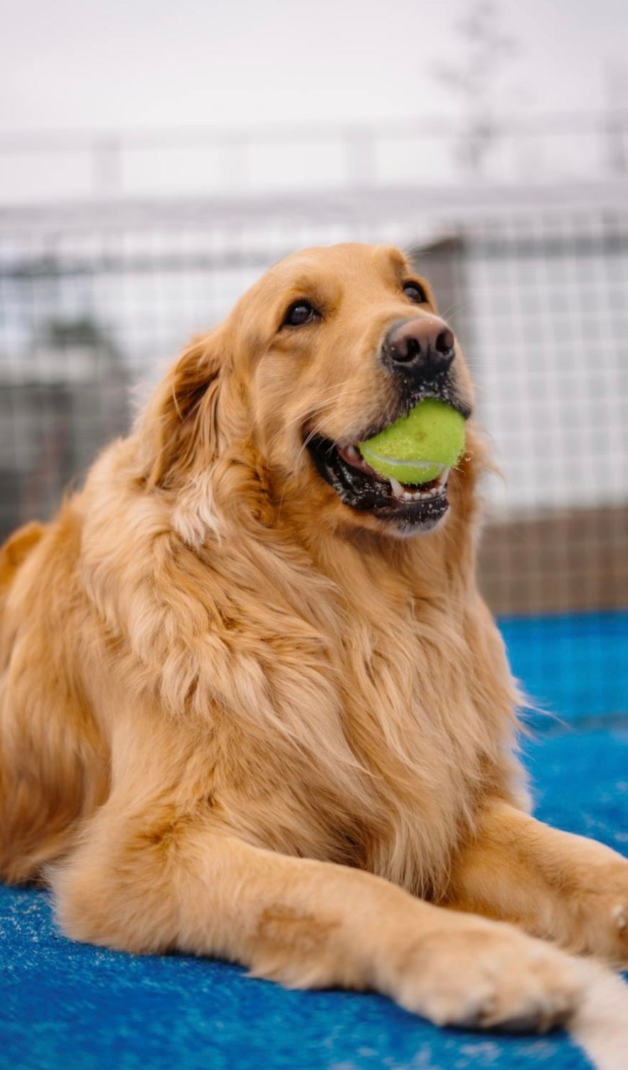Mini Tennis Balls for Dogs – Pack of 6 Small 2-Inch Fetch Balls