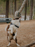 Natural Cotton Rope Dog Toy – Tough Tug & Chew Toy for Puppies & Dogs