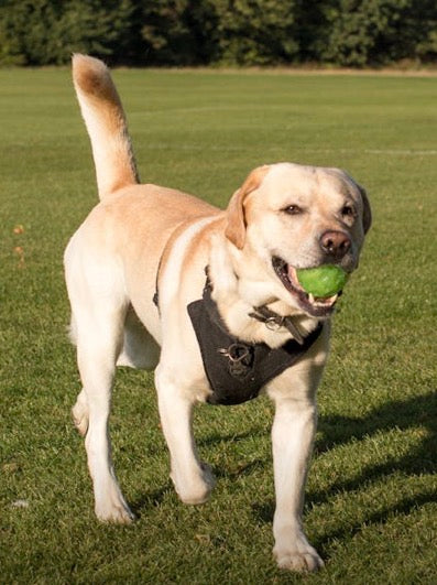 Mini Tennis Balls for Dogs – Pack of 6 Small 2-Inch Fetch Balls