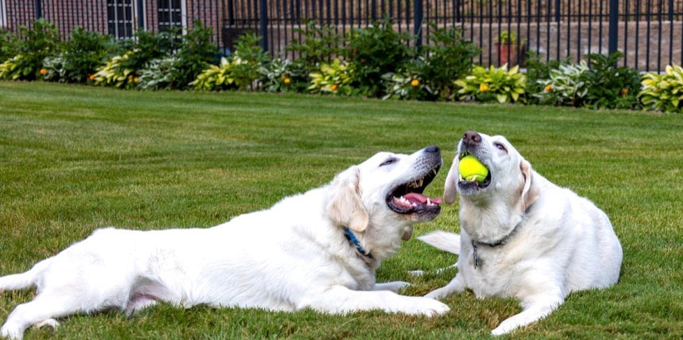 Mini Tennis Balls for Dogs – Pack of 6 Small 2-Inch Fetch Balls