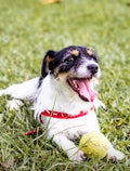 Mini Tennis Balls for Dogs – Pack of 6 Small 2-Inch Fetch Balls