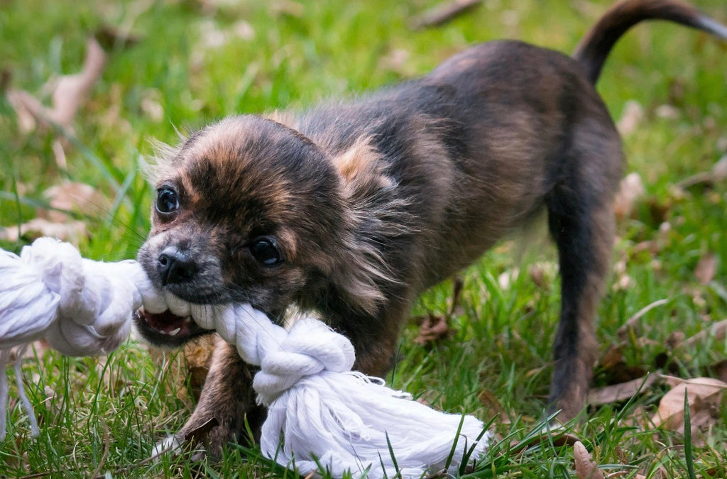 Natural Cotton Rope Dog Toy – Tough Tug & Chew Toy for Puppies & Dogs