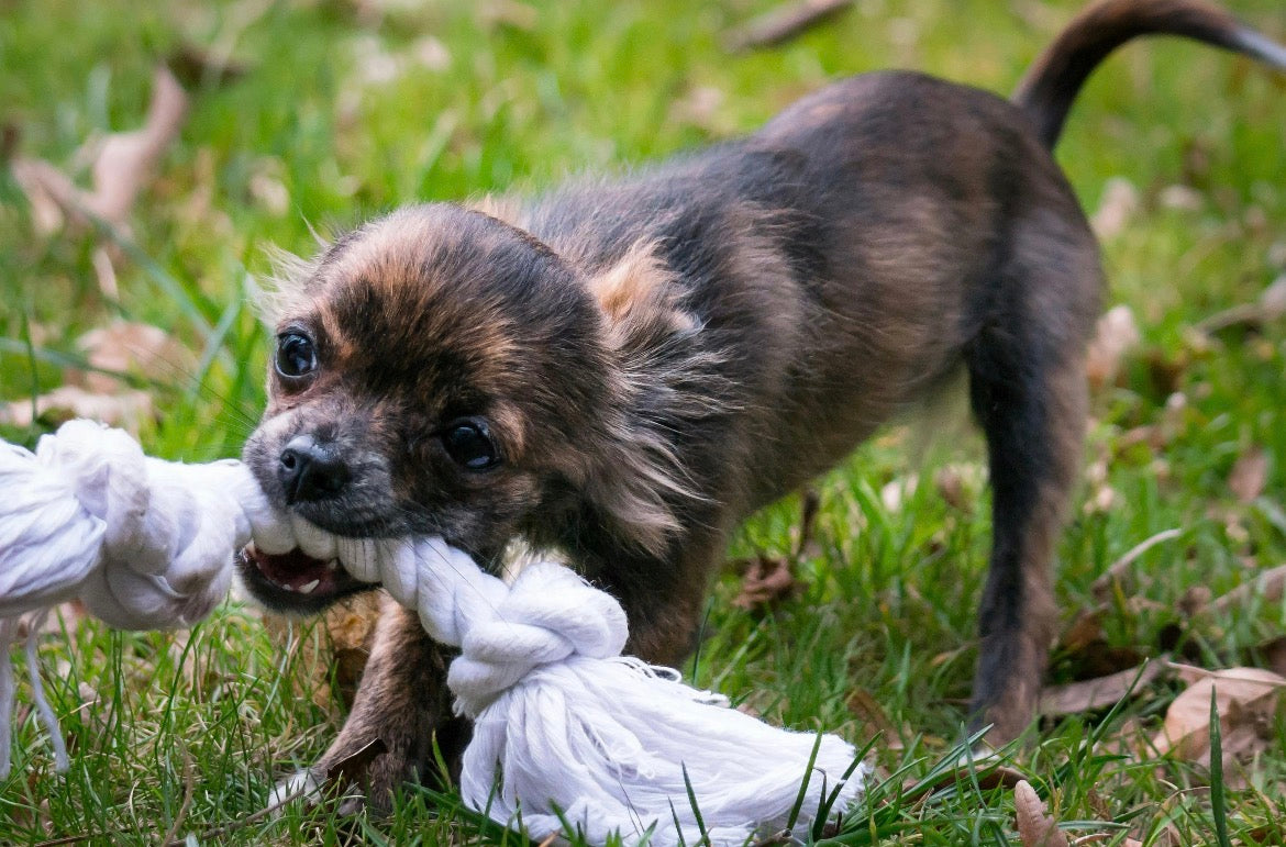 Natural Cotton Rope Dog Toy – Tough Tug & Chew Toy for Puppies & Dogs