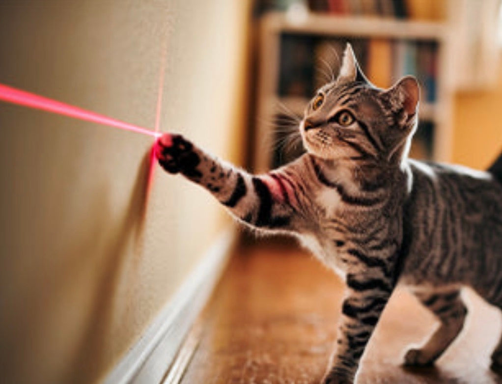 3-Pack Laser Pointer Pet Toy – Green, Blue & Red Visible Beam for Cats & Dogs