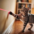 Cat with laser pointer